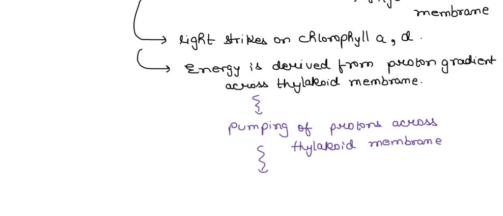 SOLVED: Movement of protons (H+) from the chloroplast stroma into the ...