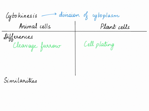 describe-the-similarities-and-differences-between-the-cytokinesis-mechanisms-found-in-animal-cells-2-28084