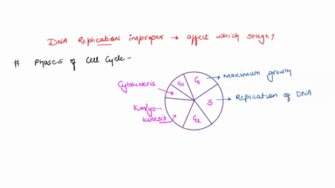 if-a-cell-cannot-replicate-dna-correctly-and-this-leads-to-many-errors-in-dna-replication-where-would-the-cell-cycle-most-likely-stop-a-the-cells-would-arrest-at-the-m-phase-checkpoint-b-the-60643