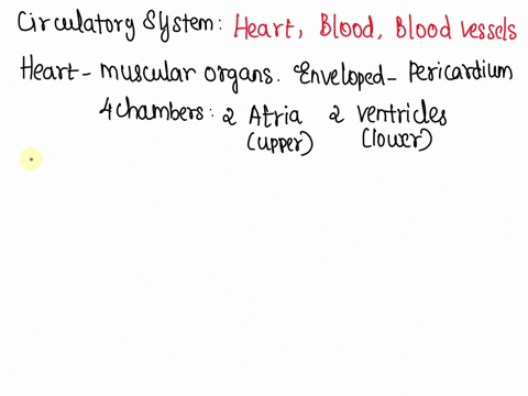what-are-the-organs-in-the-circulatory-system-65185