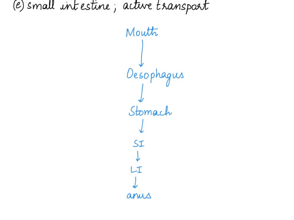 SOLVED Glucose and amino acids are absorbed in the stomach
