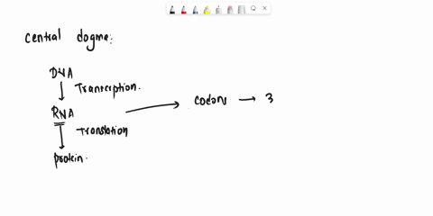 which-codon-is-the-code-for-the-amino-acid-histidine-50958