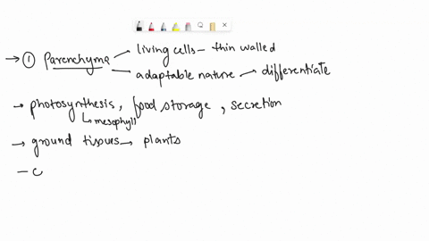 in-which-plant-tissues-do-we-find-parenchyma-cells-10-what-is-the-role-of-the-intercalary-meristem-and-in-which-plants-do-we-find-it5-briefly-describe-the-different-complex-tissues-we-have-i-65152