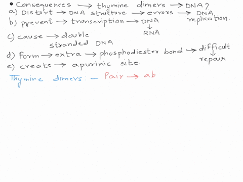 what-are-the-consequences-of-having-thymine-dimers-formed-in-dna-they-distort-the-dna-structure-and-result-in-errors-during-dna-replication-they-prevent-the-transcription-of-the-dna-into-rna-21401