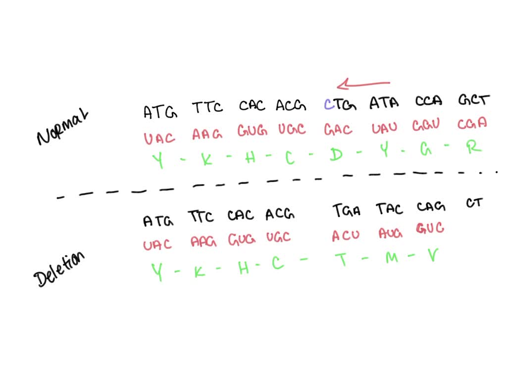 SOLVED: Consider the CODING sequence below: What would be the ...