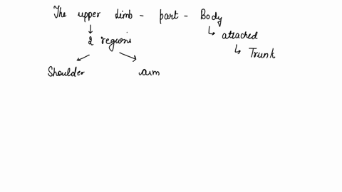 which-of-these-regions-is-not-part-of-the-upper-limb-a-plantar-d-brachial-b-carpal-e-palmar-c-cubital-47395