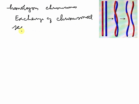 examine-the-diagram-carefullyin-the-space-belowidentify-the-process-shown-and-describe-how-it-affects-genetic-variation-in-the-offspringthree-to-five-sentences-expectedlength-03712