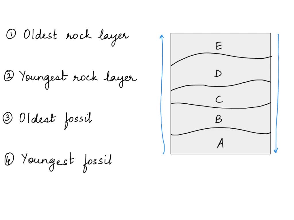 SOLVED Are these answers correct? More about fossil evidence. Most