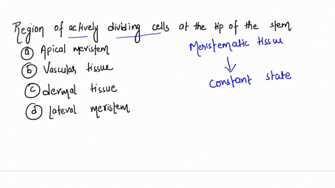 which-is-the-region-of-actively-dividing-cells-at-the-tip-of-the-stem-a-apical-meristem-b-vascular-t-80193