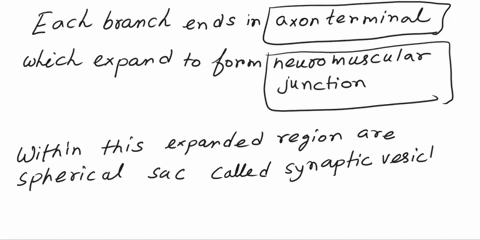 the-neuromuscular-junction-which-expands-to-form-a-within-ends-in-an-containing-the-transmitter-this-expanded-region-are-spherical-sacs-the-acetylcholine-ach-when-a-nerve-impulse-reaches-the-62652