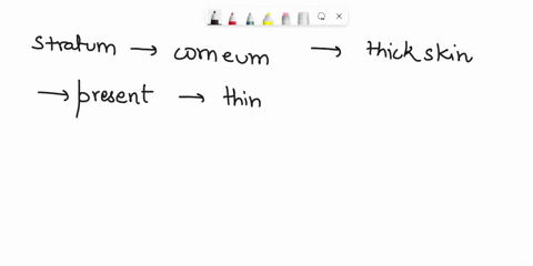 Which of the following is NOT true of the stratum...