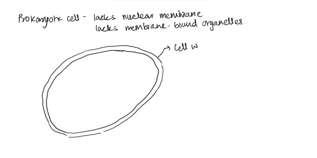SOLVED: Sketch a prokaryotic cell and label the cell wall, cell membrane,  nucleoid region, ribosomes, and DNA on your sketch.