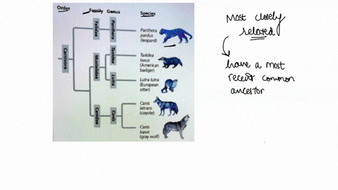 using-the-phylogenetic-tree-figure-264which-two-related-organisms-are-the-most-closely-family-genus-species-1-1-1-l-panthera-paraus-leopard-l-taxidea-taxus-merican-badger-lutra-iutra-europea-69268