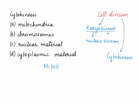 cytokinesis-refers-to-the-division-of-the-mitochondria-the-chromosomes-the-nuclear-material-the-cytoplasmic-material-89215