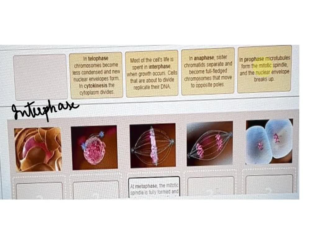 Prophase Example Science Interactive Activity SOLVED: IV. Workshop Activities Activity I: Mitosis Overview MMw Life ...
