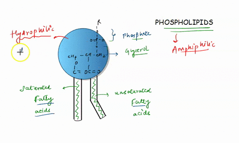 which-part-of-the-phospholipid-is-hydrophilic-or-attracted-to-water-where-phosphate-is-attached-to-glycerol-the-end-of-the-fatty-acid-tail-the-whole-fatty-acid-tail-no-part-of-phospholipids-67112