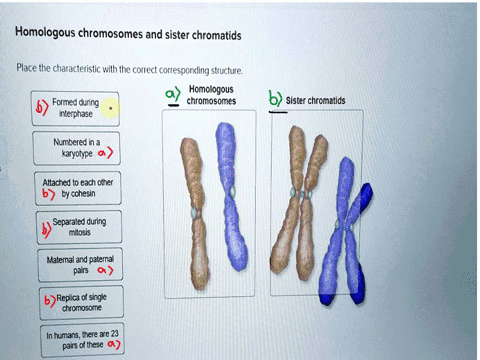 homologous-chromosomes-and-sister-chromatids-place-the-characteristic-with-the-correct-corresponding-structure-homologous-formed-during-chromosomes-interphase-sister-chromatids-numbered-in-a-65449