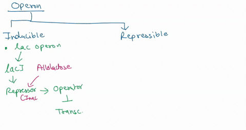 select-all-of-the-true-statements-about-repressible-operons-by-default-they-are-off-until-turned-on-an-example-is-the-lactose-operon-an-example-is-the-arginine-operon-a-repressor-has-to-bind-53035