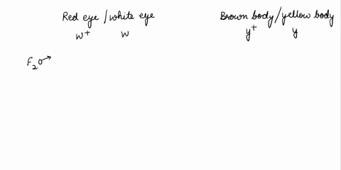 drosophila-alternate-alleles-of-the-x-linked-gene-vhire-determine-red-eyes-w-and-white-eyes-w-alternate-alleles-of-second-x-linked-gene-yellow-determine-brovm-body-ly-and-yellow-body-ifthe-w-32554