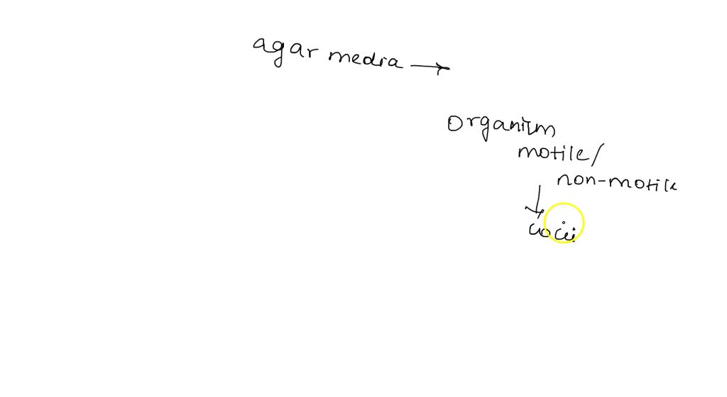 SOLVED How does the agar media used for motility testing differ from that used for your plate
