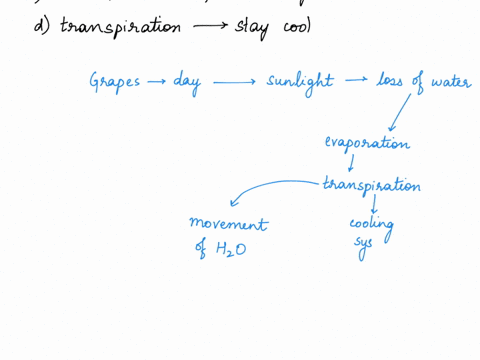 grapes-growing-on-a-vine-are-observed-to-shrink-slightly-during-the-day-only-increasing-in-size-at-night-this-might-be-because-aphotosynthesis-to-produce-sugar-occurs-in-the-light-but-respir-05017