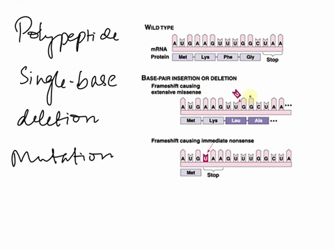 describe-what-happens-to-the-resulting-polypeptide-when-there-is-a-single-base-deletion-in-the-coding-sequence-of-the-gene-for-that-polypeptide-what-type-of-mutation-is-this-31176