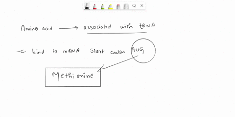 what-amino-acid-is-associated-with-the-trna-that-will-bind-to-the-mrna-start-codon-aug-72347
