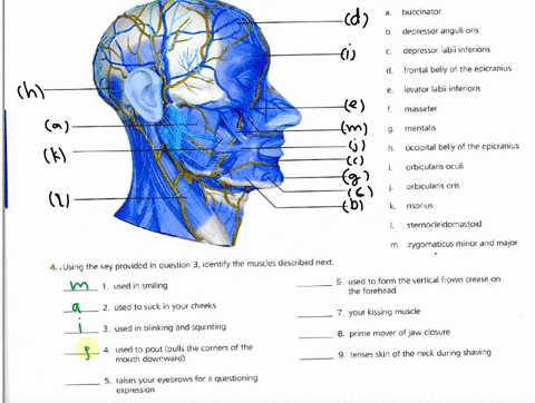 224-review-sheet-13-muscles-of-the-head-and-neck-3-using-choices-from-the-key-at-the-right-correctly-identify-muscles-provided-with-leader-lines-on-the-illustration-key-a-buccinator-b-depres-18092