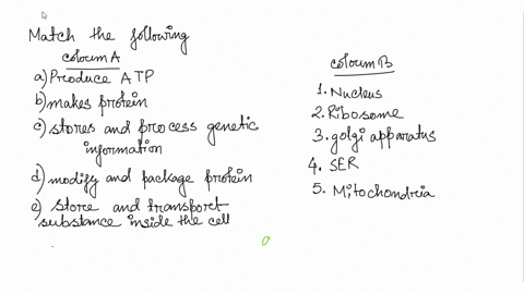 question-11-match-the-following-produce-most-of-the-cells-atp-energy-choose-nucleus-golgi-apparatus-ribosome-smooth-endoplasmic-reticulum-mitochondria-makes-proteins-stores-and-processes-gen-66432
