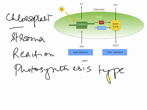 which-reaction-takes-place-in-the-stroma-of-the-chloroplast-question-12-options-a-carbon-fixation-b-light-dependent-reaction-c-light-independent-reaction-d-photolysis-16987