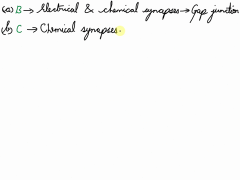 identify-the-following-as-properties-of-electrical-synapses-es-chemical-synapses-cs-or-both-b-a-_____-the-plasma-membranes-of-presynaptic-and-postsynaptic-neurons-are-joined-by-gap-junctions-81908