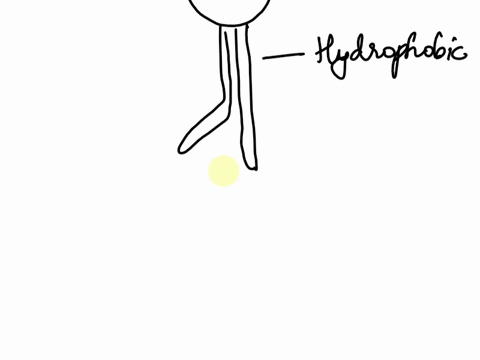 this-is-the-chemical-structure-and-space-fillingmodel-for-a-phospholipid-chz-nch-js-1which-part-of-the-phospholipid-is-hydrophobic-hates-water-and-which-part-is-hydrophilic-loves-water-1-pt-45855