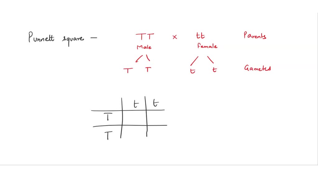 solved-4-what-do-the-letters-outside-of-the-punnett-square-represent