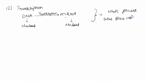 question-12-5-pts-transcription-is-the-process-of-mrna-making-complimentary-copy-of-dna-this-happens-in-the-cytoplasm-of-the-eukaryotic-cell-before-protein-synthesis-can-occur-true-false-que-90137