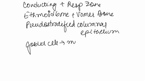 describe-the-two-major-functional-zones-including-their-organs-and-functions-of-the-respiratory-system_-which-bones-separate-the-two-sides-of-the-nasal-cavity-which-bones-form-the-nasal-sept-55845