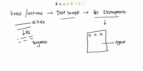 cutting-dna-with-a-particular-restriction-enzyme-produces-dna-fragments-that-can-be-separated-by-______-a-enzymes-b-gel-electrophoresis-c-recombinant-dna-d-plasmids-e-a-genomic-library-38772