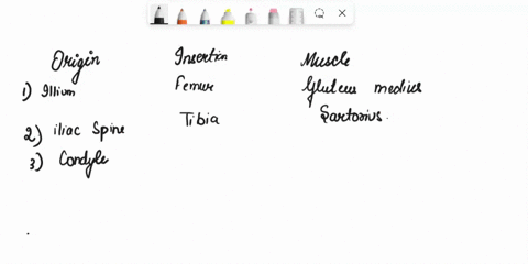 part-c-assessments-name-the-muscle-indlcated-by-thc-following-combinations-origin-inscrtion-and-innervatlon-origin-insertion-lateral-sucfuce-of-ilium-grater-urochantet-femur-anterior-superio-94363