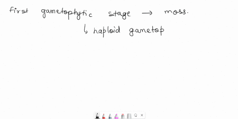 name-the-first-gametophytic-stage-of-a-moss-in-its-life-cylce-82335