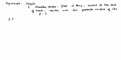 751937-exit-gibbon-baboon-the-position-of-the-scapula-differs-between-the-suspensory-primates-and-the-quadrupedal-primates-shown-in-the-image-for-virtual-station-4-part-1-it-is-either-positi-55428