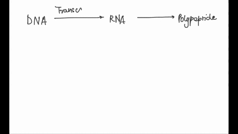 what-is-the-difference-between-transcription-and-translation-39644
