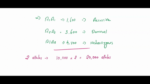 in-a-population-of-10000-people-1600-are-a1a1-4800-are-a1a2-and-3600-are-a2a2-what-is-the-frequency-of-the-a2-allele-is-this-population-in-hardy-weinberg-equilibrium-16403