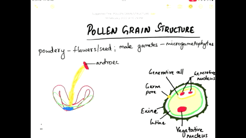 part-a-the-internal-parts-of-the-pollen-grains-of-seed-producing-plants-are-most-similar-to-which-of-the-following-structures-in-seedless-plants-the-internal-parts-of-the-pollen-grains-of-se-66886