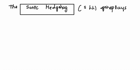what-is-the-role-of-sonic-hedgehog-shh-gene-in-limb-development-11342