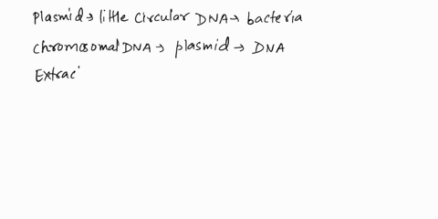 bacteria-often-contains-small-circular-molecules-of-dna-know-as-what-64617
