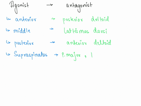 complete-the-chart-by-listing-the-muscles-or-parts-of-muscles-that-are-antagonist-in-their-actions-to-the-muscles-the-left-column-agonist-antagonist-deltoid-anterior-fibers-deltoid-middle-fi-60786