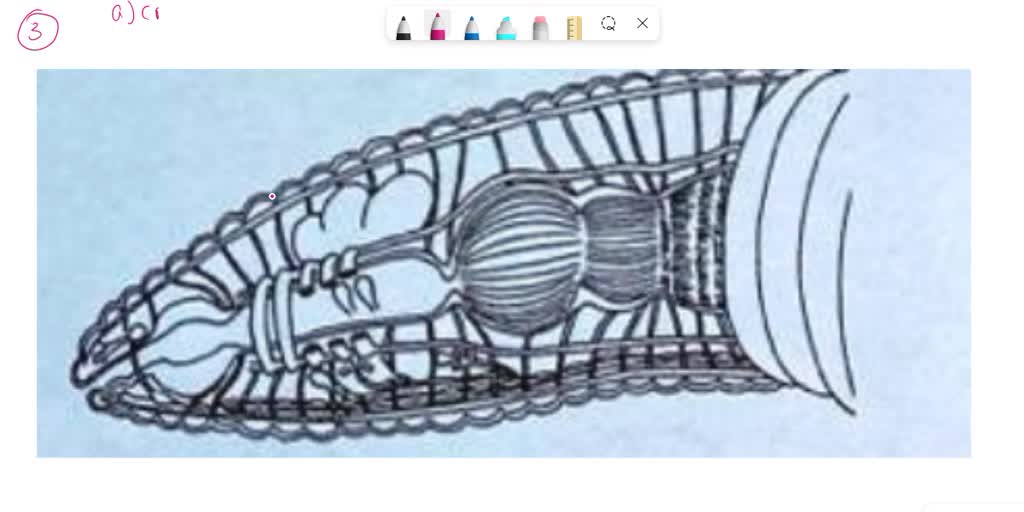 SOLVED fembers of Class Bivalvia in Phylum Mollusca are sonamed