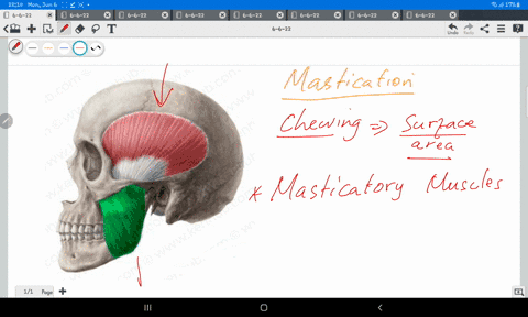 which-of-the-following-is-a-muscle-for-chewing-mastication-a-sternohyoid-b-orbicularis-oris-c-scalenes-d-temporalis-37623