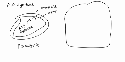 atp-synthase-enzymes-are-found-in-the-prokaryotic-plasma-membrane-and-in-the-inner-membrane-of-a-m-2-72914