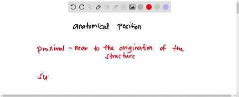 which-of-the-following-terms-is-dependent-upon-anatomical-position-select-one-posterior-ut-of-uestion-b-cephalic-superficial-proximal-51809
