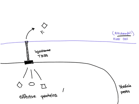 about-the-yersinia-pestis-pathogenesis-please-describe-1-virulence-factor-and-what-it-does-identify-one-antibiotic-that-is-used-to-treat-this-pathogen-and-include-the-mechanism-of-action-why-30102
